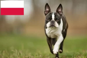 Mehr über den Artikel erfahren Boston Terrier Züchter und Welpen in Polen