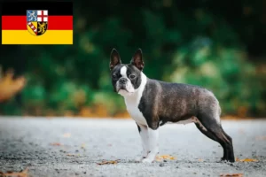 Read more about the article Boston Terrier Züchter und Welpen im Saarland