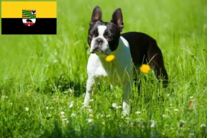 Read more about the article Boston Terrier Züchter und Welpen in Sachsen-Anhalt