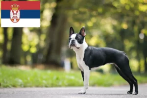 Mehr über den Artikel erfahren Boston Terrier Züchter und Welpen in Serbien