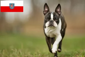 Mehr über den Artikel erfahren Boston Terrier Züchter und Welpen in Thüringen