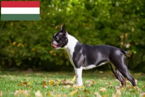 Mehr über den Artikel erfahren Boston Terrier Züchter und Welpen in Ungarn