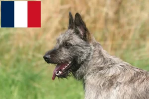 Mehr über den Artikel erfahren Bouvier des Ardennes Züchter und Welpen in Frankreich