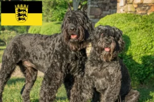 Mehr über den Artikel erfahren Bouvier des Flandres Züchter und Welpen in Baden-Württemberg