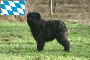 Mehr über den Artikel erfahren Bouvier des Flandres Züchter und Welpen in Bayern