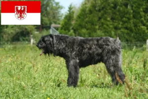 Mehr über den Artikel erfahren Bouvier des Flandres Züchter und Welpen in Brandenburg