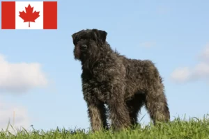 Mehr über den Artikel erfahren Bouvier des Flandres Züchter und Welpen in Kanada