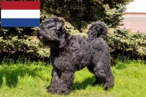 Mehr über den Artikel erfahren Bouvier des Flandres Züchter und Welpen in den Niederlanden