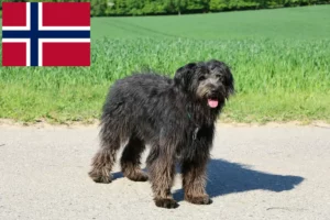 Mehr über den Artikel erfahren Bouvier des Flandres Züchter und Welpen in Norwegen