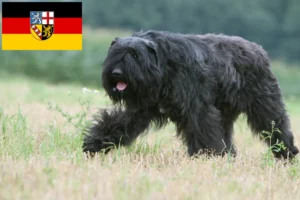 Mehr über den Artikel erfahren Bouvier des Flandres Züchter und Welpen im Saarland