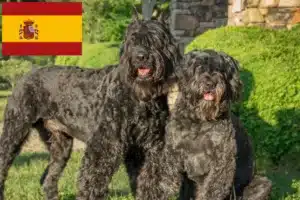 Mehr über den Artikel erfahren Bouvier des Flandres Züchter und Welpen in Spanien