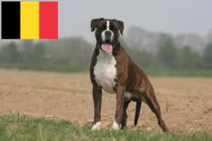 Mehr über den Artikel erfahren Boxer Züchter und Welpen in Belgien