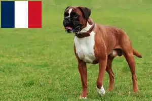 Mehr über den Artikel erfahren Boxer Züchter und Welpen auf Réunion