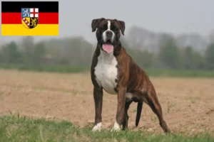 Mehr über den Artikel erfahren Boxer Züchter und Welpen im Saarland