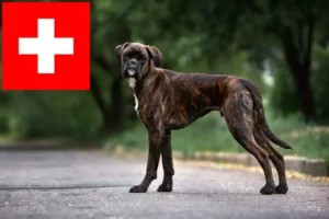 Mehr über den Artikel erfahren Boxer Züchter und Welpen in der Schweiz