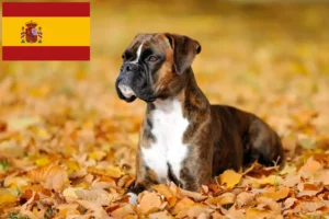 Mehr über den Artikel erfahren Boxer Züchter und Welpen in Spanien