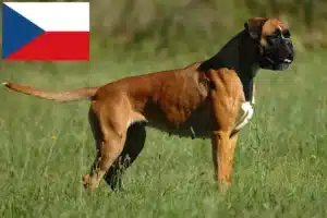 Mehr über den Artikel erfahren Boxer Züchter und Welpen in Tschechien