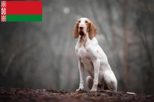 Mehr über den Artikel erfahren Bracco Italiano Züchter und Welpen in Belarus