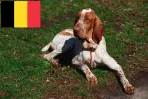 Mehr über den Artikel erfahren Bracco Italiano Züchter und Welpen in Belgien