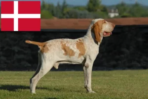 Mehr über den Artikel erfahren Bracco Italiano Züchter und Welpen in Dänemark