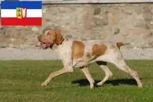 Mehr über den Artikel erfahren Bracco Italiano Züchter und Welpen in Schleswig-Holstein