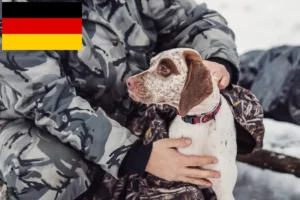 Mehr über den Artikel erfahren Braque du Bourbonnais Züchter und Welpen in Deutschland