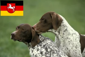 Mehr über den Artikel erfahren Braque français type Pyrénées Züchter und Welpen in Niedersachsen