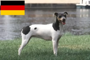 Mehr über den Artikel erfahren Brasilianischer Terrier Züchter und Welpen in Deutschland