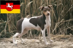 Mehr über den Artikel erfahren Brasilianischer Terrier Züchter und Welpen in Niedersachsen