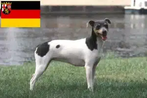 Mehr über den Artikel erfahren Brasilianischer Terrier Züchter und Welpen in Rheinland-Pfalz