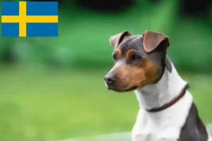 Mehr über den Artikel erfahren Brasilianischer Terrier Züchter und Welpen in Schweden