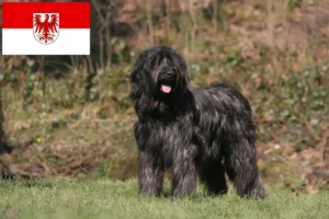 Mehr über den Artikel erfahren Briard Züchter und Welpen in Brandenburg