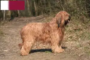 Mehr über den Artikel erfahren Briard Züchter und Welpen in Katar