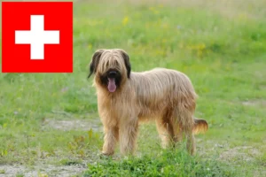 Mehr über den Artikel erfahren Briard Züchter und Welpen in der Schweiz