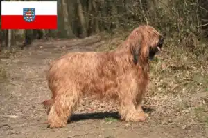 Mehr über den Artikel erfahren Briard Züchter und Welpen in Thüringen