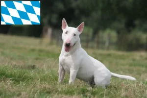 Mehr über den Artikel erfahren Bull Terrier Züchter und Welpen in Bayern
