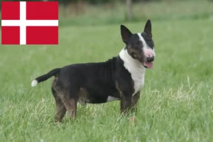 Read more about the article Bull Terrier Züchter und Welpen in Dänemark