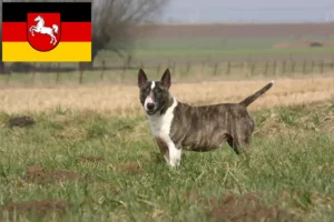 Mehr über den Artikel erfahren Bull Terrier Züchter und Welpen in Niedersachsen