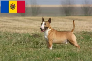 Mehr über den Artikel erfahren Bull Terrier Züchter und Welpen in Republik Moldau