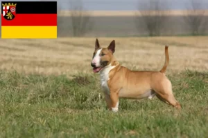 Mehr über den Artikel erfahren Bull Terrier Züchter und Welpen in Rheinland-Pfalz