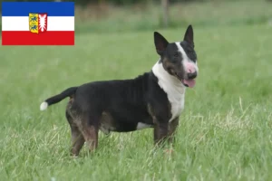 Mehr über den Artikel erfahren Bull Terrier Züchter und Welpen in Schleswig-Holstein