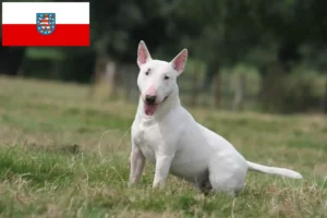Mehr über den Artikel erfahren Bull Terrier Züchter und Welpen in Thüringen