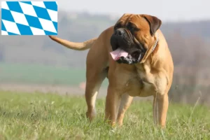 Mehr über den Artikel erfahren Bullmastiff Züchter und Welpen in Bayern