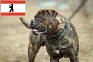 Mehr über den Artikel erfahren Bullmastiff Züchter und Welpen in Berlin