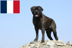 Mehr über den Artikel erfahren Bullmastiff Züchter und Welpen in Frankreich