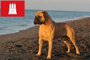 Mehr über den Artikel erfahren Bullmastiff Züchter und Welpen in Hamburg