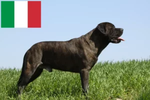 Mehr über den Artikel erfahren Bullmastiff Züchter und Welpen in Italien