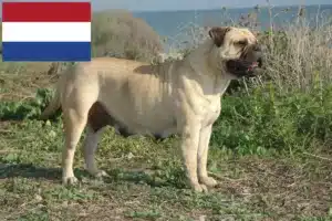 Mehr über den Artikel erfahren Bullmastiff Züchter und Welpen in den Niederlanden