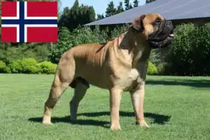 Mehr über den Artikel erfahren Bullmastiff Züchter und Welpen in Norwegen