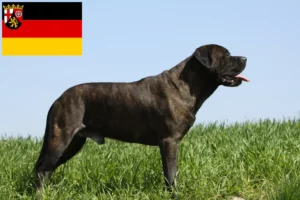 Mehr über den Artikel erfahren Bullmastiff Züchter und Welpen in Rheinland-Pfalz